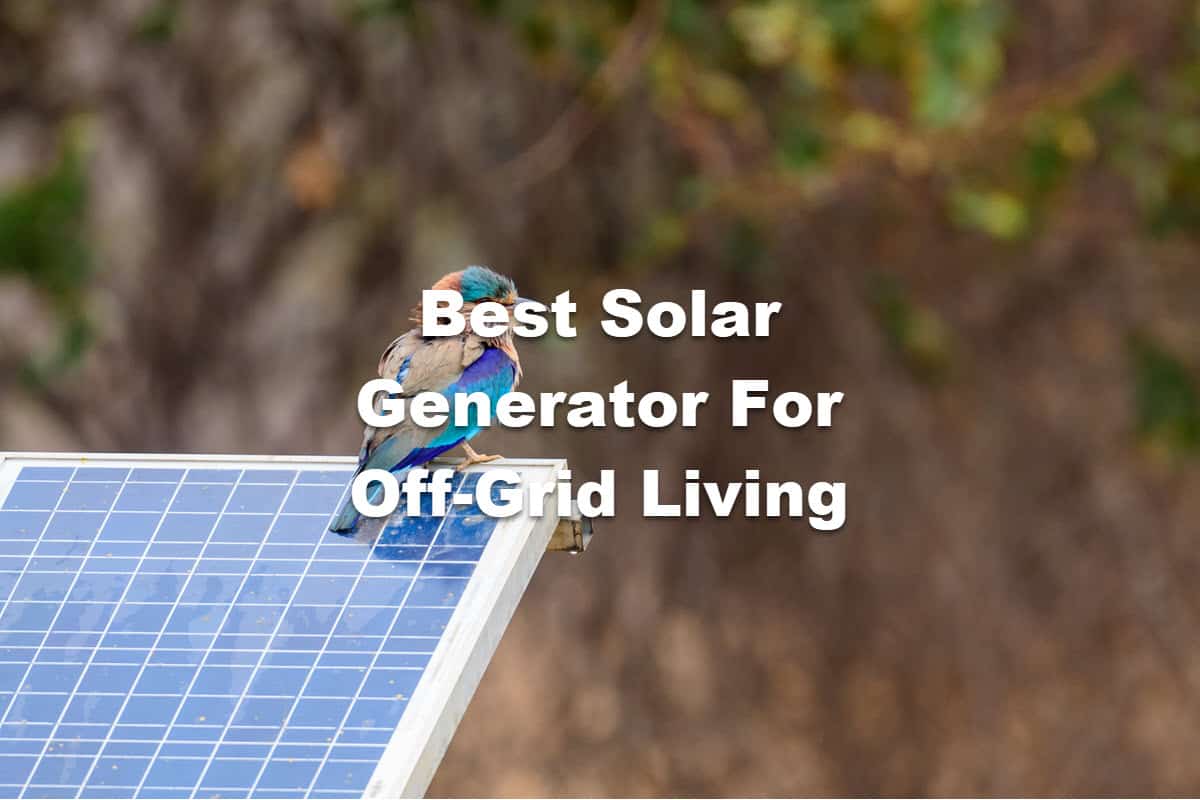 picture of bird on solar panel for best solar generator for off grid living